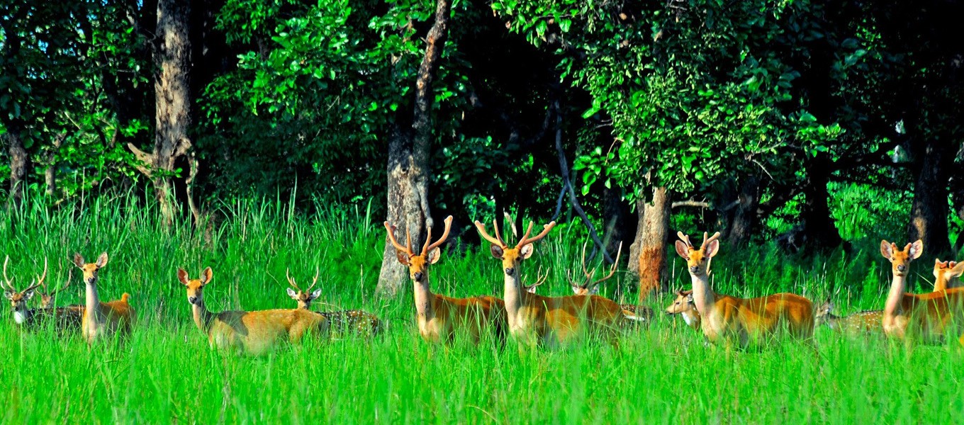 Chitwan Jungle Safari For 2 Nights 3 Days