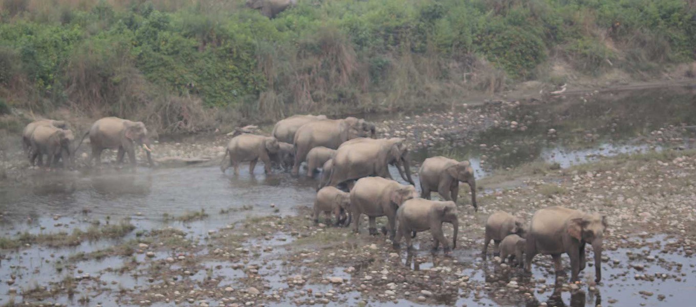 Bardiya National Park For Jungle Safari Of 3 Nights and 4 Days